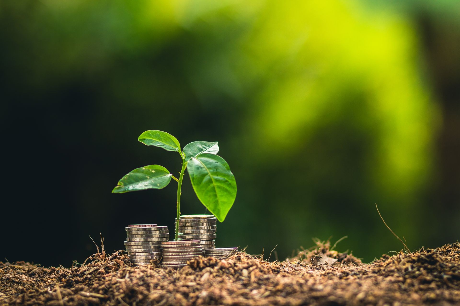 Planting trees growing in the garden,finance interest Coin young plant
Planting trees growing in the garden,finance interest Coin young plant